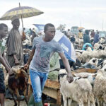 Sallah rams
