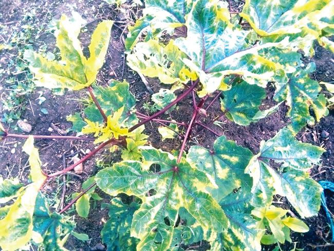 okra