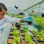 biotech crops, biotechnology