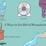 How to get rid