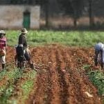 Agriculture, Wacot, Farmers