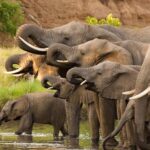 Elephants,