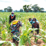 IFAD APPEALS FARMERS