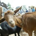 Police goats