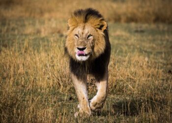 Wild life