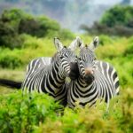 Nigeria wildlife protection bill, wildlife reserve