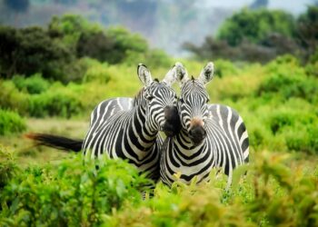 Nigeria wildlife protection bill, wildlife reserve