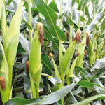 maize