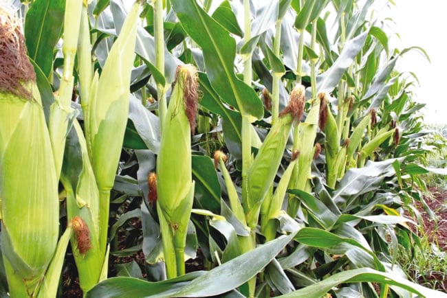 maize