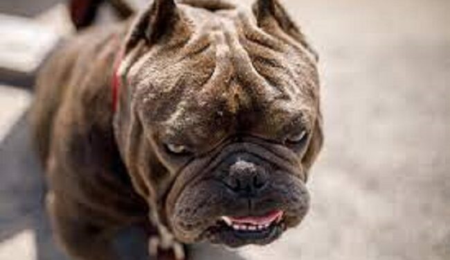 UK owners of existing American XL bully dogs face new rules but no