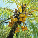 Coconut Okoroji