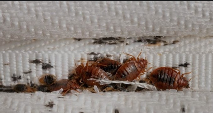Five ways to prevent bedbug infestations in your home