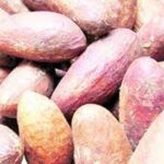 kolanuts daily beneficial for men