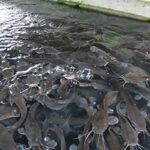 fish production, FG targets self-sufficiency in fish production