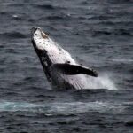 illegal wildlife trade, Australian coast,