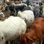 Cattle likely source of food-borne germs