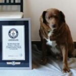 World's oldest dog