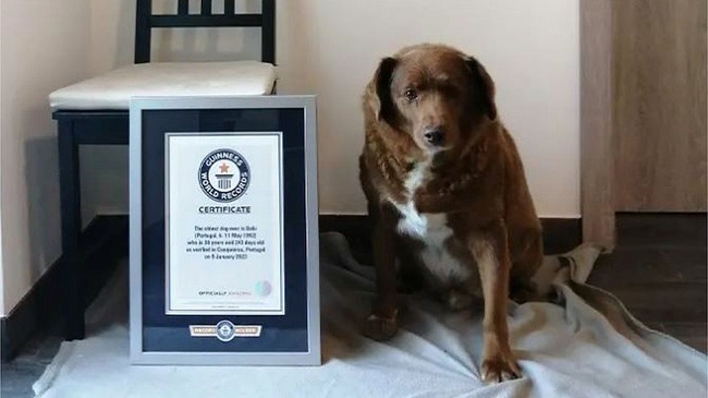 World's oldest dog