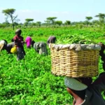 National Agricultural Commodities Projects distance self
