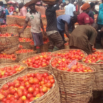 tomatoes price crashes