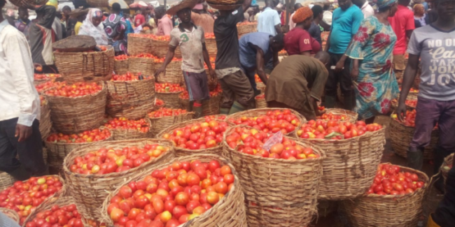 tomatoes price crashes