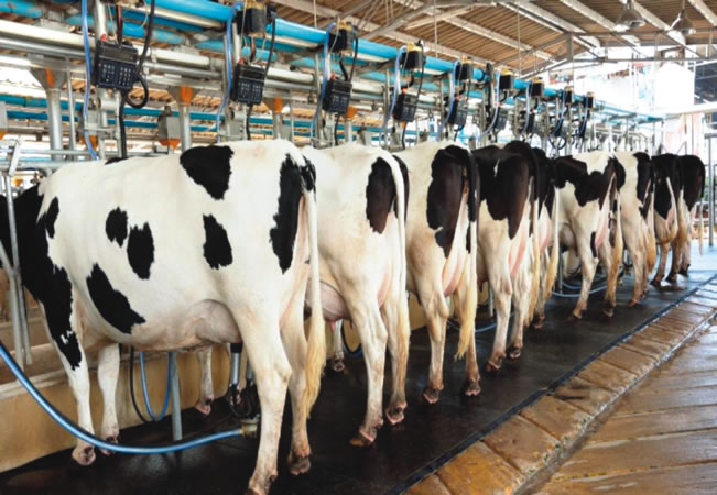 Nigeria spends $1.7bn annually on milk importation —MACBAN - Tribune Online