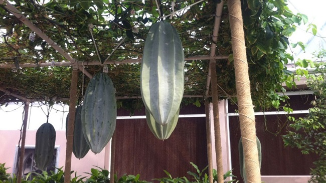 Fluted pumpkin fruit
