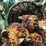Global palm oil ranking, oil palm