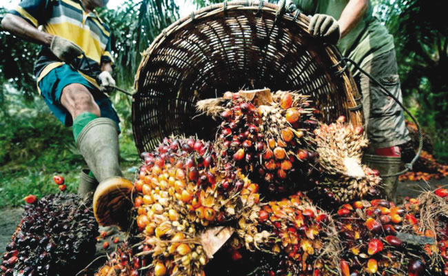 Global palm oil ranking, oil palm