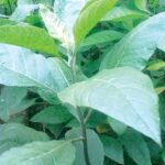 bitter leaf’s effectiveness for hard-to-treat infections