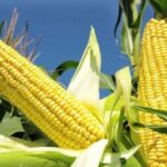 Nigeria’s TELA maize progress modified TELA maize