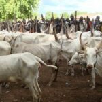 Zamfara cattle dealers