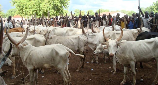 Zamfara cattle dealers