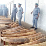 Customs elephant tusks