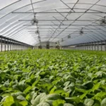 profit from vegetable sales