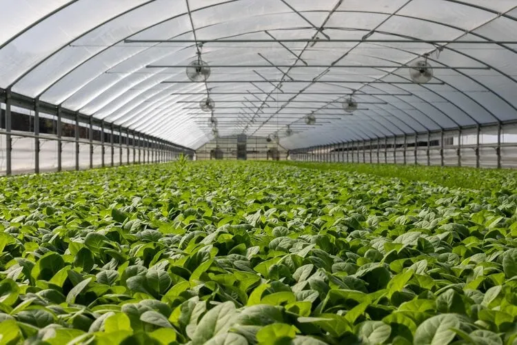 profit from vegetable sales