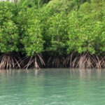 UK, FAO collaborate to safeguard Cross River mangrove ecosystem