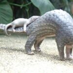 World Pangolin Day