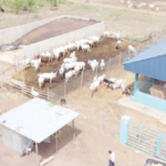 Fasola Farm