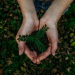 Nigeria facing risk Hands holding soil with plant in it depicting environmental sustainability