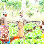 Oyo govt empowers 165 farmers with skills on