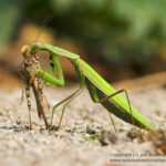 animals that eat their mates