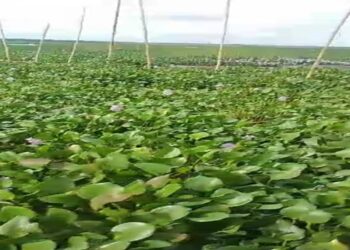 Lagos: Renecon denies involvement in mass death of Tilapia fishes