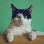 A black and white coloured cat