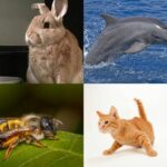 animals with most interesting personal grooming abilities