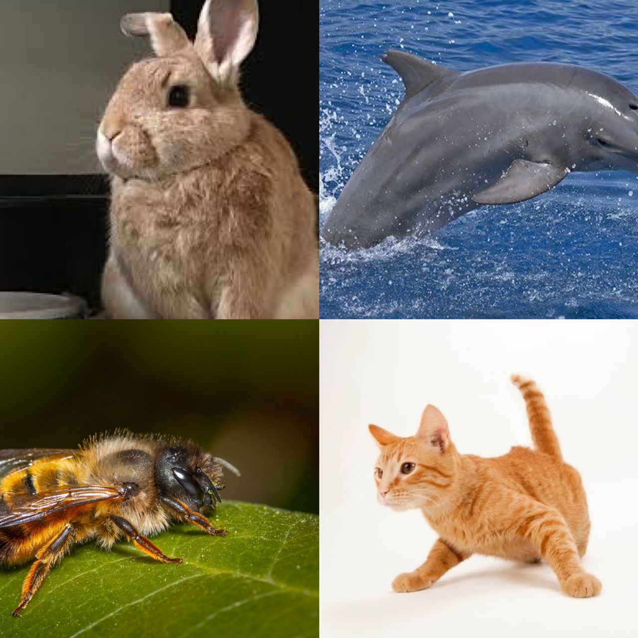 animals with most interesting personal grooming abilities