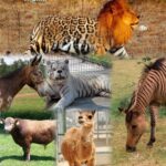 hybrid animals created by human