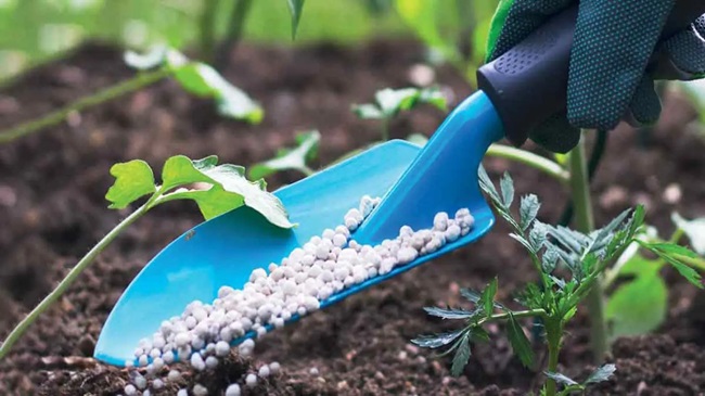 Second Africa fertilizer summit,