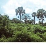 Commodification of Africa’s forests as carbon sinks