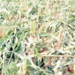 Herdsmen attacks
